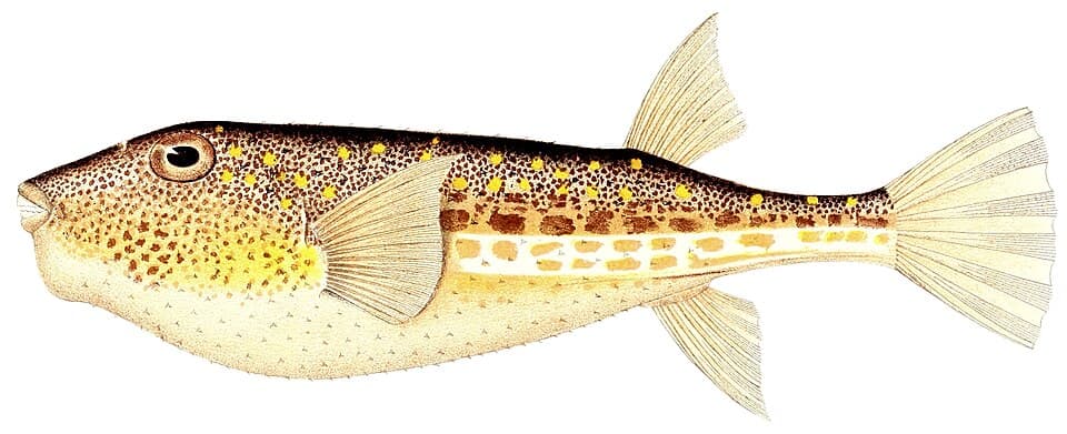 ภาพประกอบของ ปลาปักเป้าลายเสือ (Torquigener hypselogeneion)