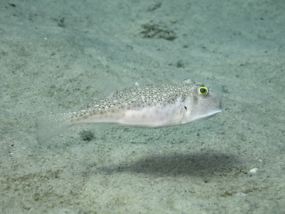 ภาพประกอบของ ปลาปักเป้าลายจุด (Torquigener pallimaculatus)
