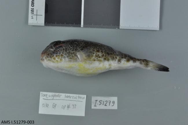 ภาพประกอบของ ปลาปักเป้า tuberculiferus (Torquigener tuberculiferus)
