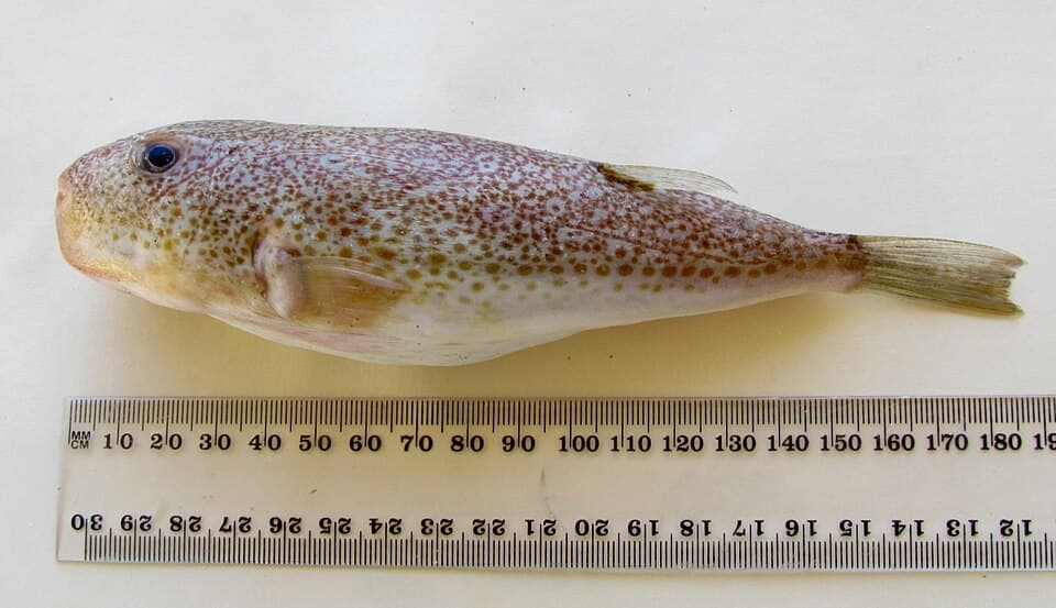 ภาพประกอบของ ปลาปักเป้าส้มลายจุด (Torquigener vicinus)
