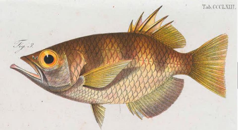ภาพประกอบของ ปลา oligolepis (Toxotes oligolepis)