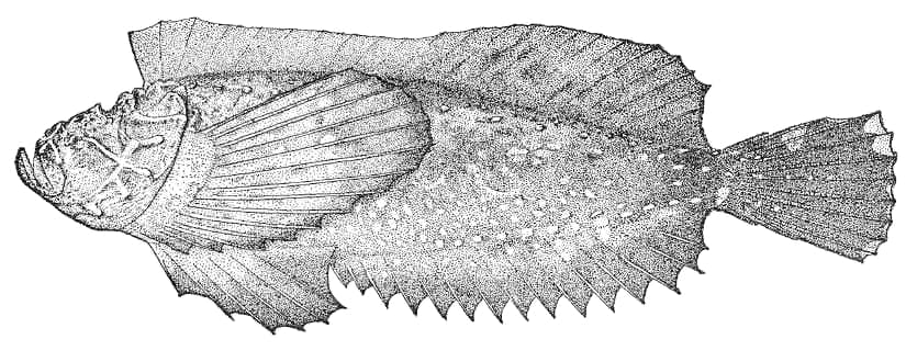 ภาพประกอบของ ปลา uranoscopus (Trachicephalus uranoscopus)