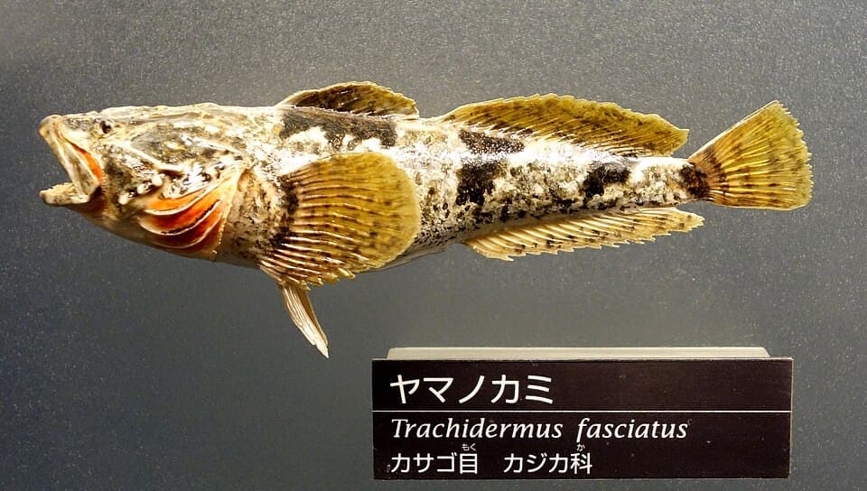 ภาพประกอบของ ปลา fasciatus (Trachidermus fasciatus)