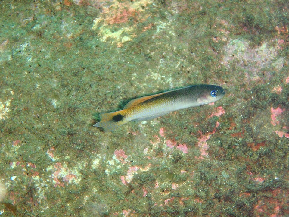 ภาพประกอบของ ปลา caudimaculatus (Trachinops caudimaculatus)