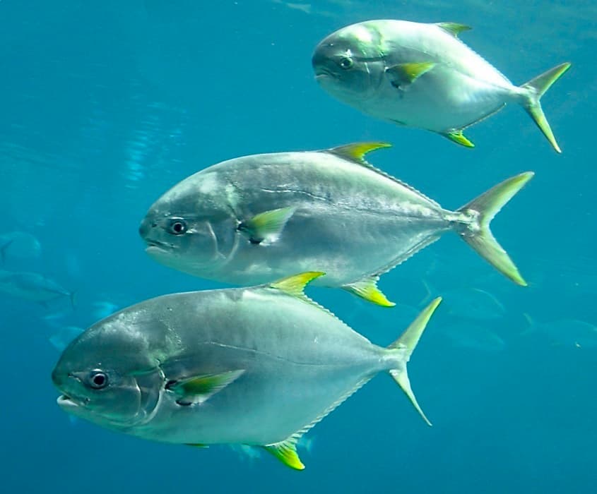 ภาพประกอบของ ปลา africanus (Trachinotus africanus)