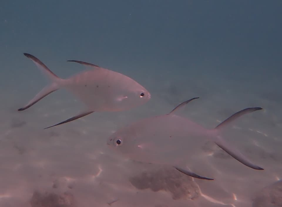 ภาพประกอบของ ปลา baillonii (Trachinotus baillonii)