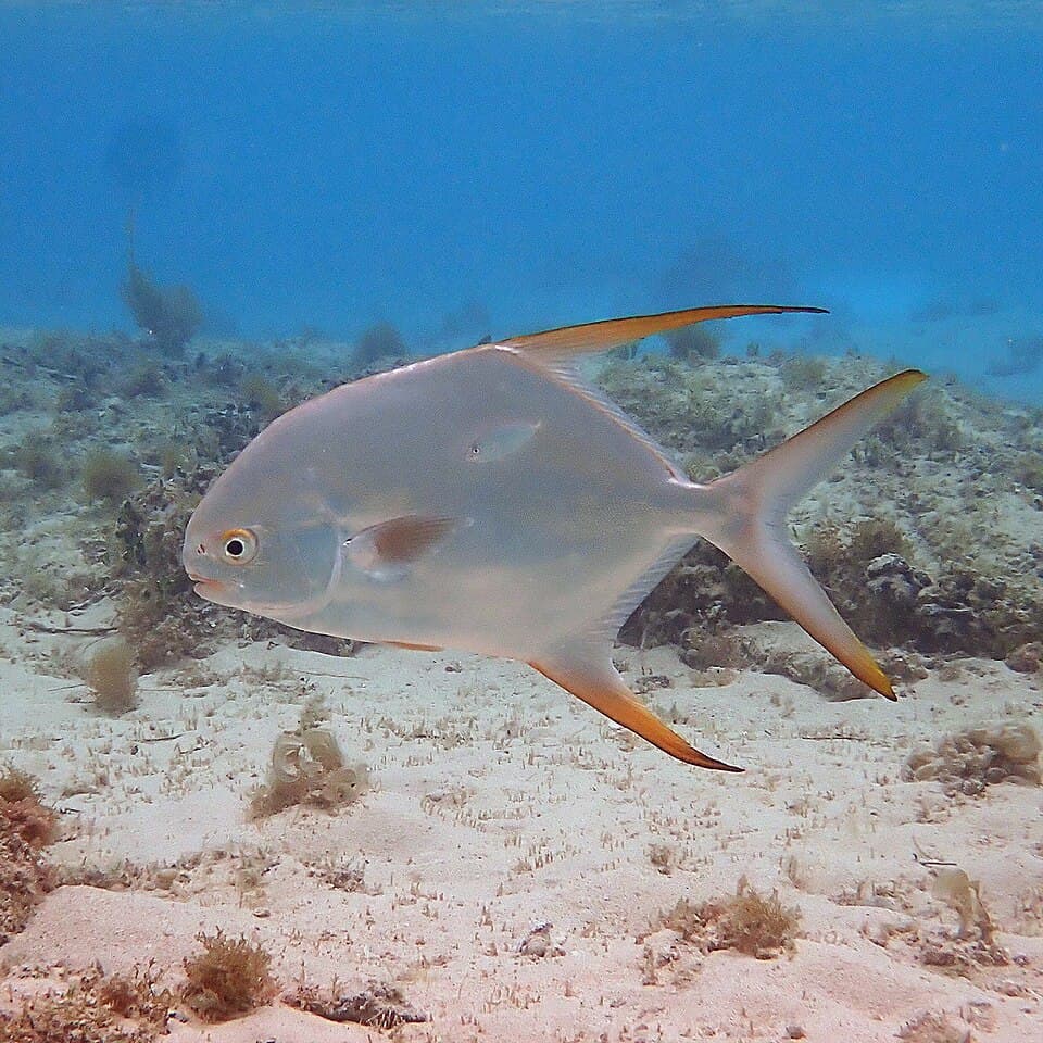 ภาพประกอบของ ปลา blochii (Trachinotus blochii)