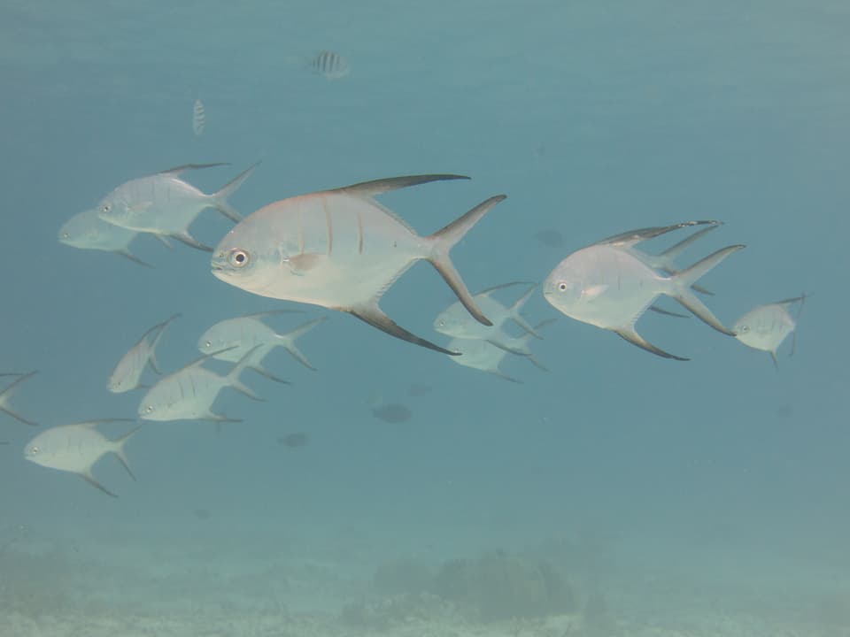 ภาพประกอบของ ปลา goodei (Trachinotus goodei)