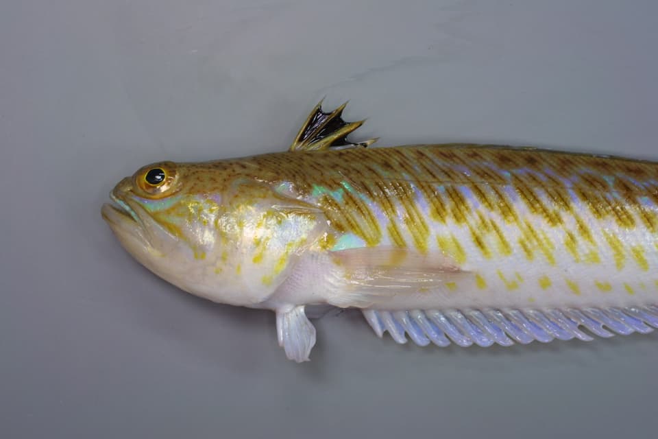 ภาพประกอบของ ปลา draco (Trachinus draco)