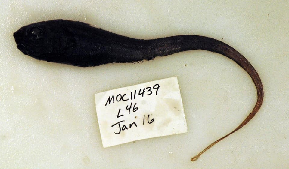 ภาพประกอบของ ปลา sulcatus (Trachonurus sulcatus)
