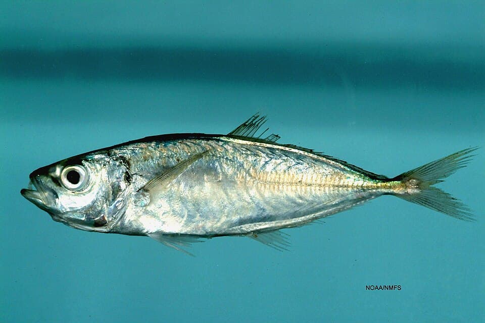 ภาพประกอบของ ปลา lathami (Trachurus lathami)