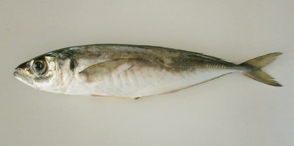 ภาพประกอบของ ปลา mediterraneus (Trachurus mediterraneus)