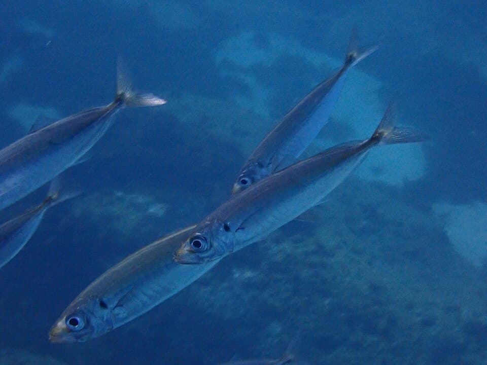 ภาพประกอบของ ปลา picturatus (Trachurus picturatus)