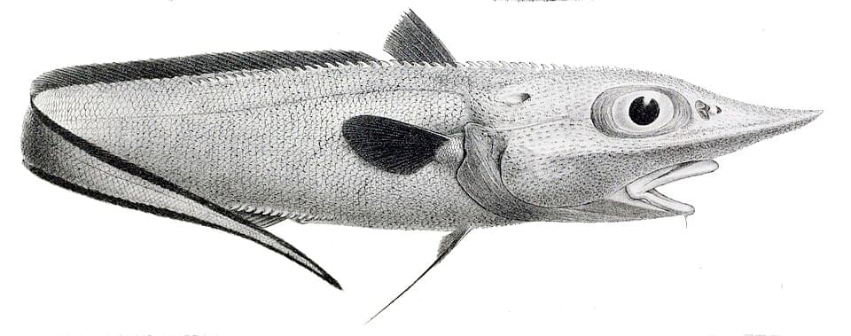 ภาพประกอบของ ปลา murrayi (Trachyrincus murrayi)