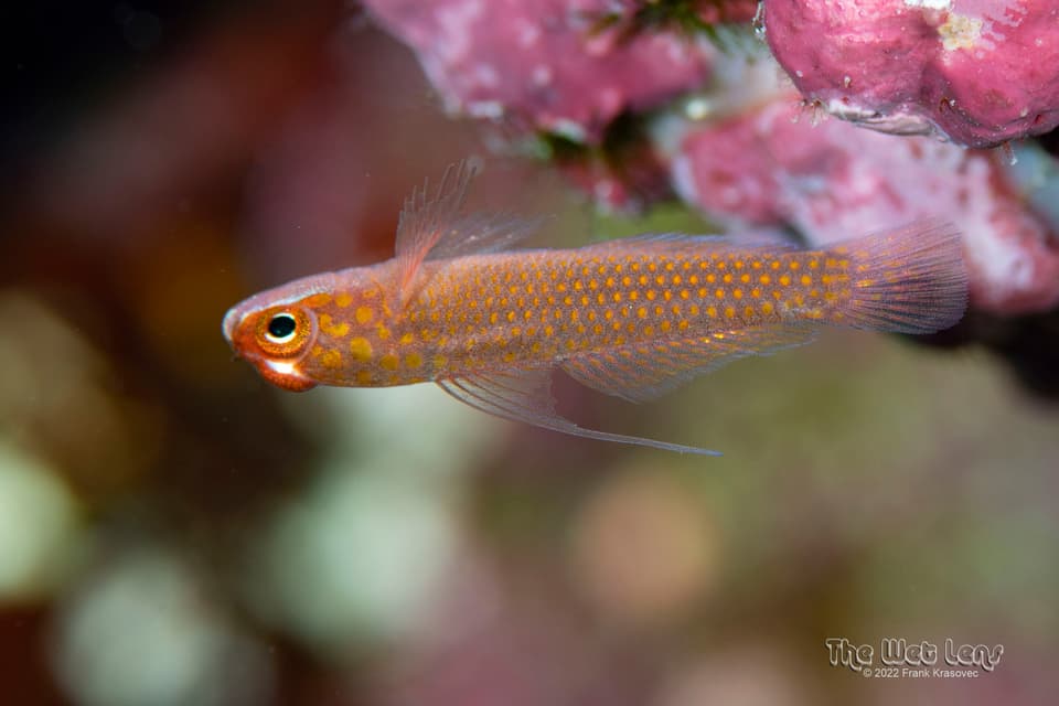 ภาพประกอบของ ปลาบู่แคระ filamentosus (Trimma filamentosus)