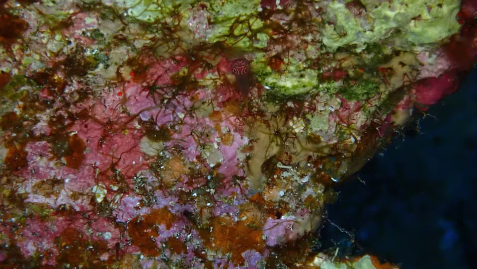 ภาพประกอบของ ปลาบู่แคระ flavicaudatum (Trimma flavicaudatum)