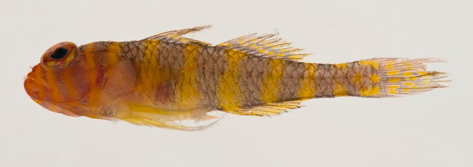 ภาพประกอบของ ปลาบู่แคระเหลืองลายขวาง (Trimma lutea)