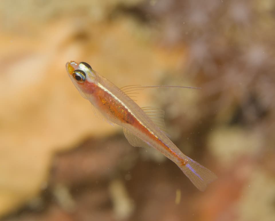 ภาพประกอบของ ปลาบู่แคระเจ้าหญิง (Trimma marinae)