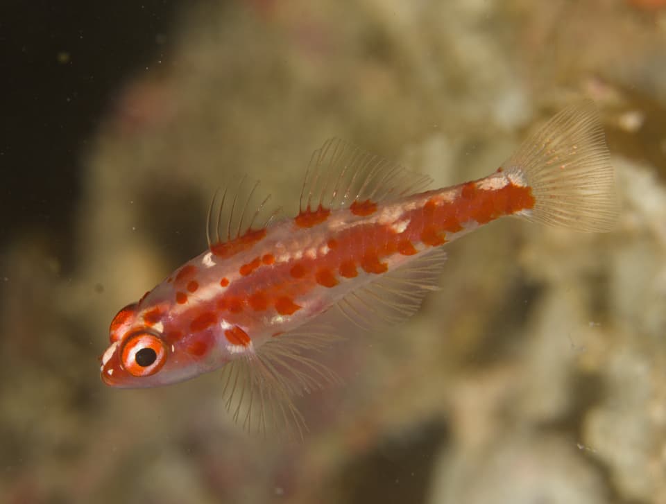 ภาพประกอบของ ปลาบู่แคระบู่ (Trimma rubromaculatum)