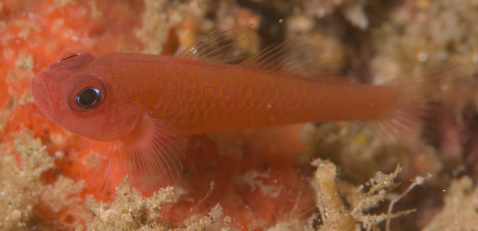ภาพประกอบของ ปลาบู่แคระ sanguinellus (Trimma sanguinellus)