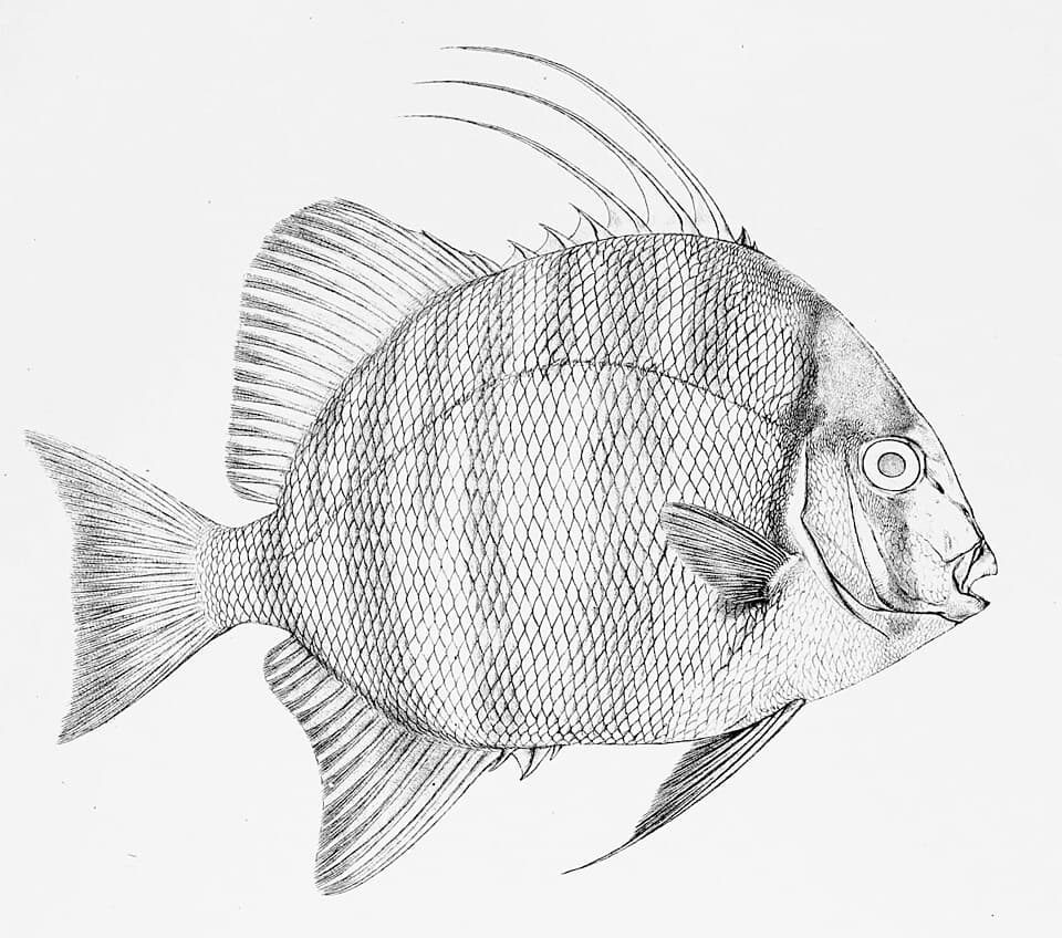 ภาพประกอบของ ปลาหูช้างแอฟริกา (Tripterodon orbis)