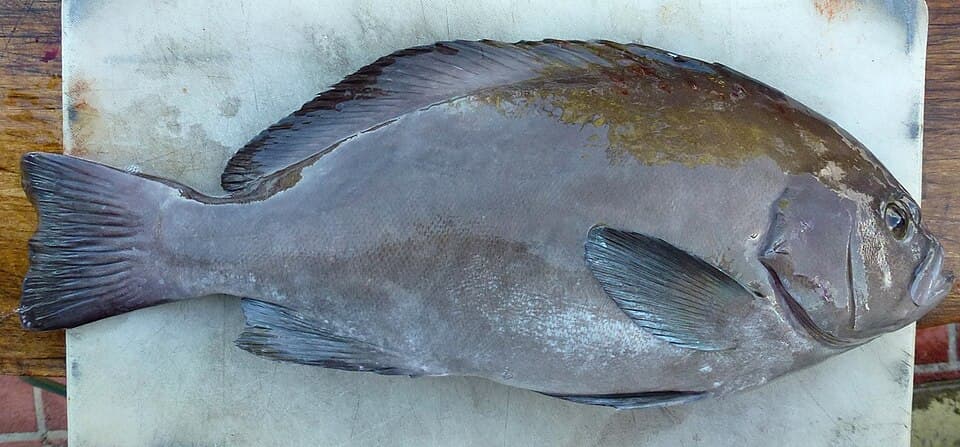 ภาพประกอบของ ปลากะรังครีบดำ (Triso dermopterus)