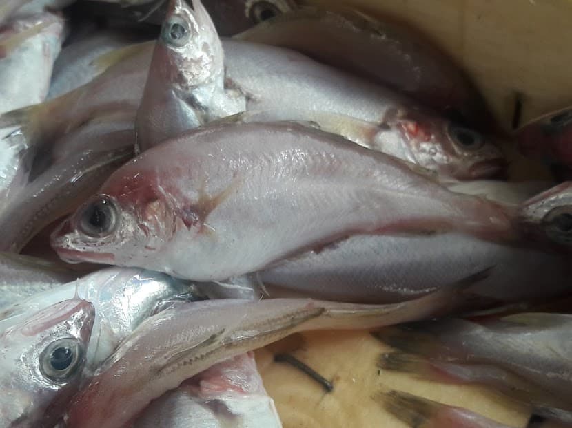 ภาพประกอบของ ปลา capelanus (Trisopterus capelanus)