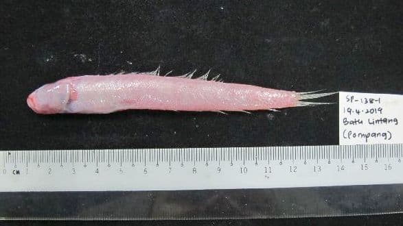 ภาพประกอบของ ปลาเขือแดง (Trypauchen pelaeos)
