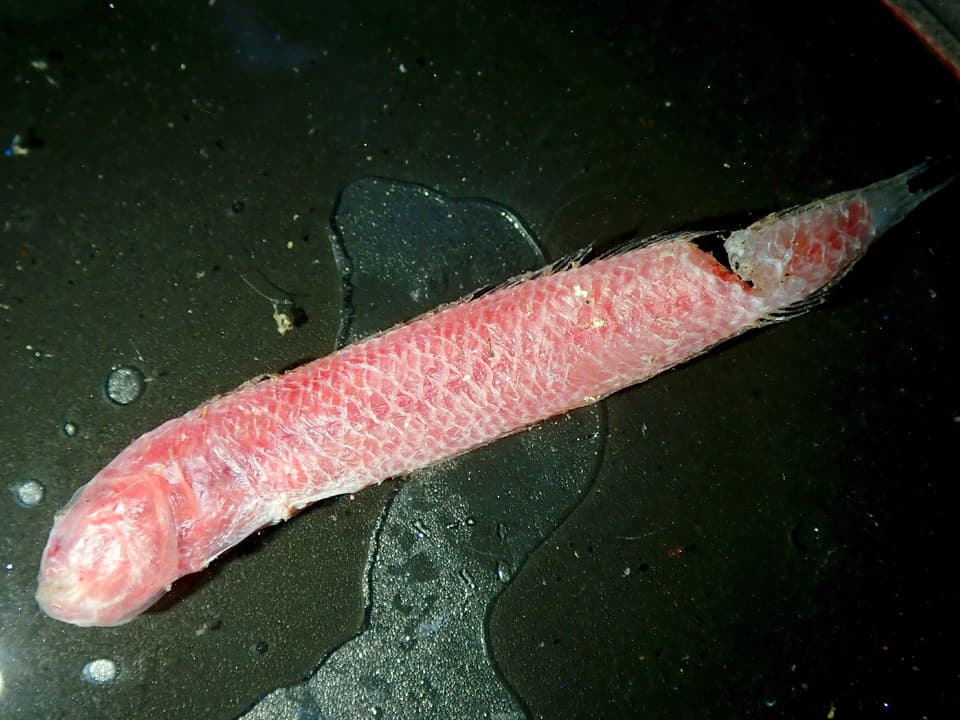 ภาพประกอบของ ปลาบู่ sumatrensis (Trypauchenichthys sumatrensis)