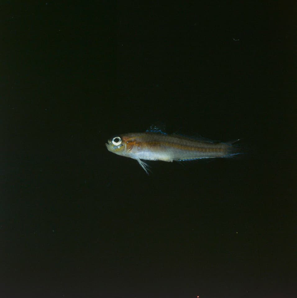 ภาพประกอบของ ปลาบู่ครีบยาว (Tryssogobius longipes)