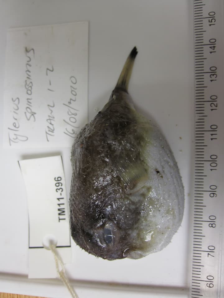 ภาพประกอบของ ปลาปักเป้า spinosissimus (Tylerius spinosissimus)