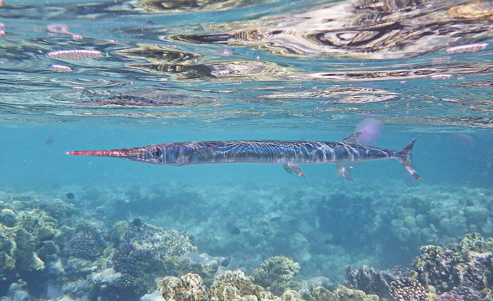 ภาพประกอบของ ปลา choram (Tylosurus choram)
