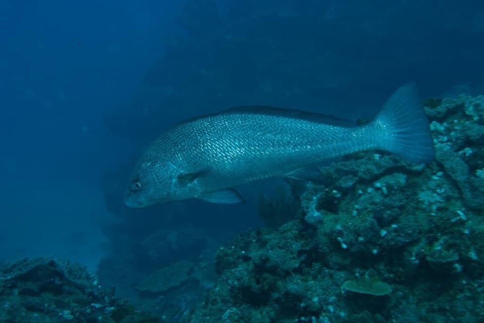 ภาพประกอบของ ปลาจวด ronchus (Umbrina ronchus)