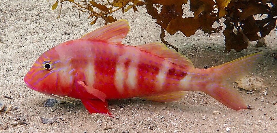 ภาพประกอบของ ปลาแพะน้ำเงินลายเส้น (Upeneichthys lineatus)
