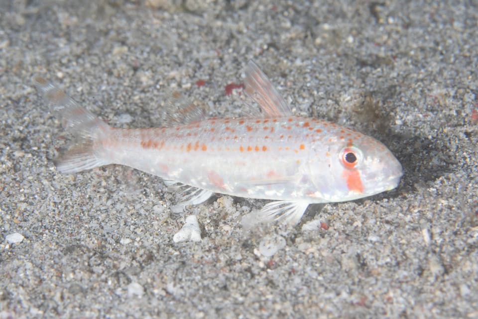 ภาพประกอบของ ปลาแพะ guttatus (Upeneus guttatus)