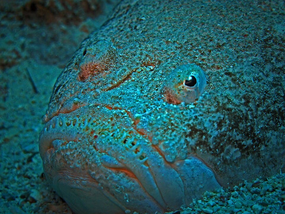 ภาพประกอบของ ปลา dollfusi (Uranoscopus dollfusi)