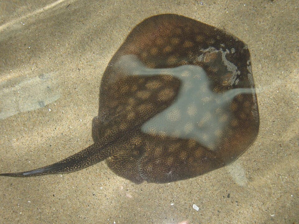ภาพประกอบของ ปลา halleri (Urolophus halleri)