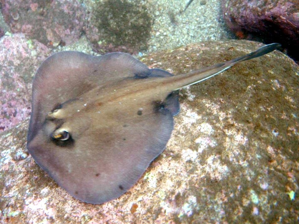 ภาพประกอบของ ปลา kapalensis (Urolophus kapalensis)