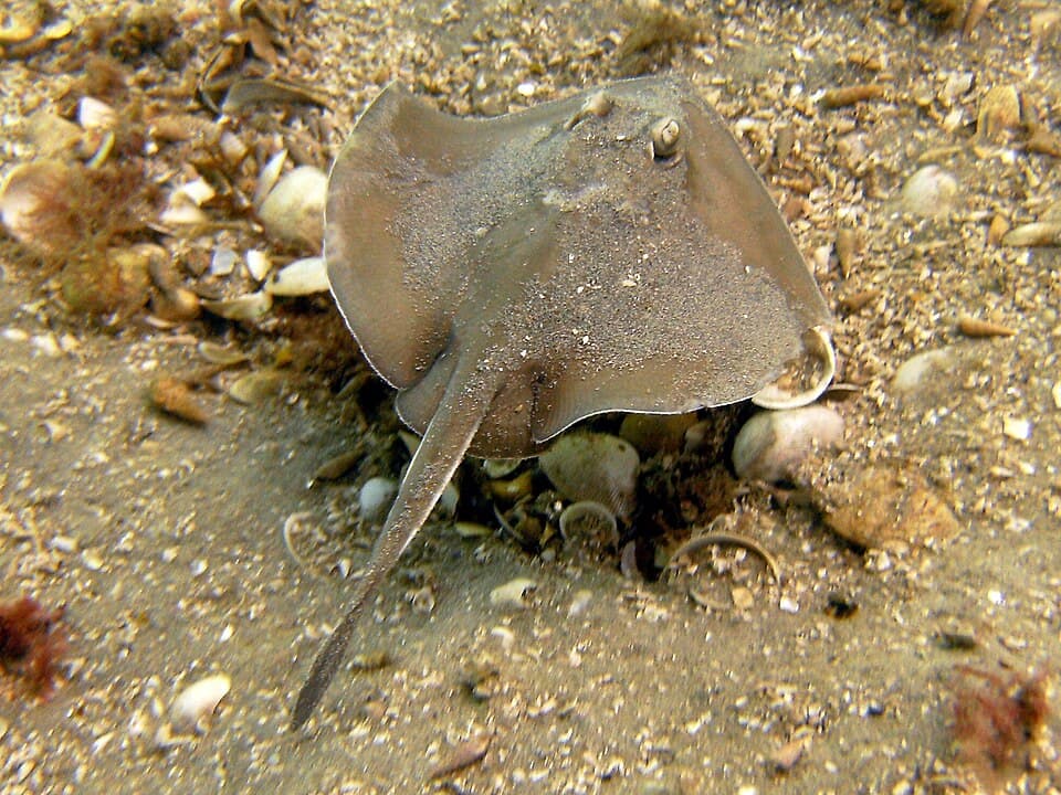ภาพประกอบของ ปลา paucimaculatus (Urolophus paucimaculatus)