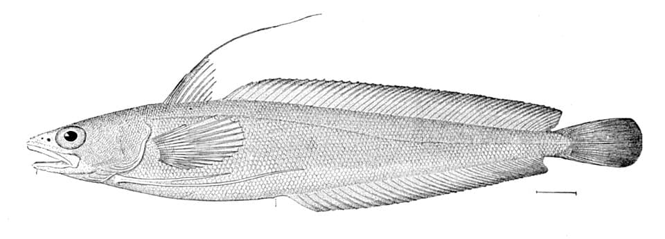 ภาพประกอบของ ปลา chuss (Urophycis chuss)