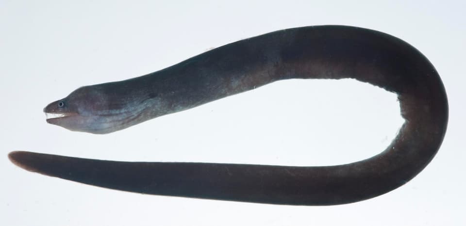 ภาพประกอบของ ปลาไหลมอเรย์น้ำตาลไหล (Uropterygius concolor)