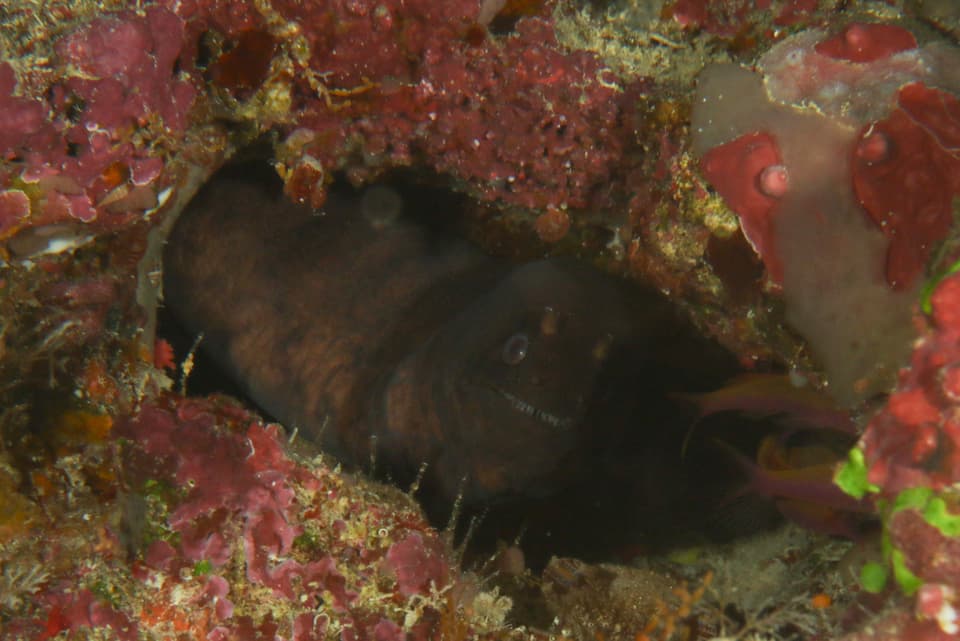 ภาพประกอบของ ปลาไหลมอเรย์ลายขวางงู (Uropterygius fasciolatus)