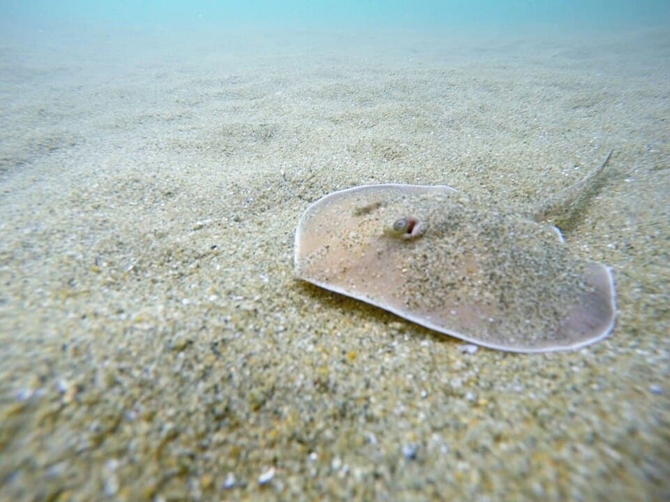 ภาพประกอบของ ปลา rogersi (Urotrygon rogersi)