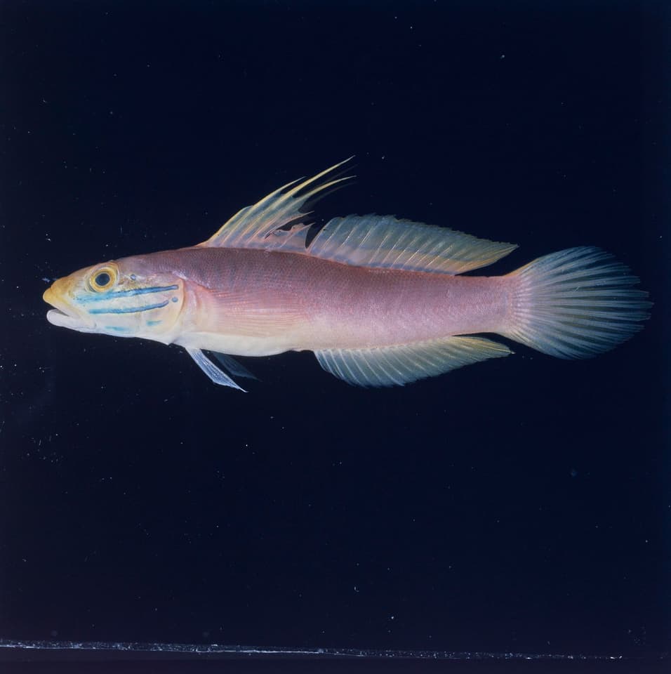 ภาพประกอบของ ปลาบู่ขุดทรายบู่ (Valenciennea bella)