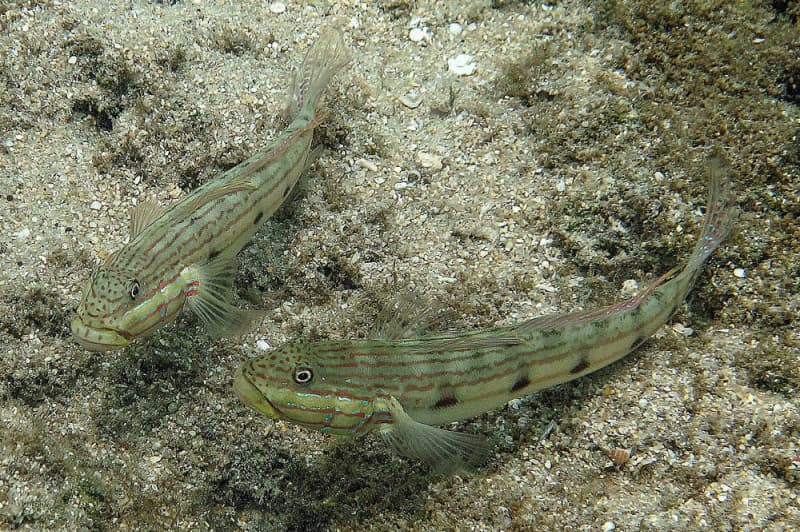 ภาพประกอบของ ปลาบู่ขุดทรายบู่ (Valenciennea longipinnis)