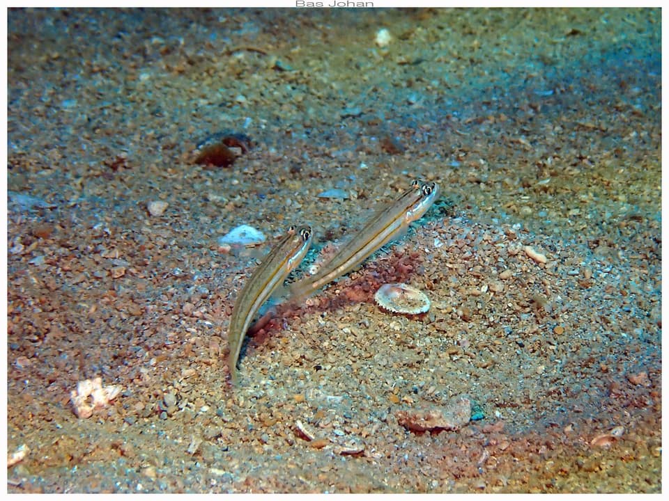 ภาพประกอบของ ปลาบู่ขุดทรายบู่ (Valenciennea parva)