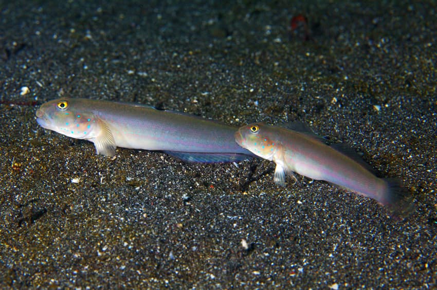 ภาพประกอบของ ปลาบู่ขุดทรายบู่ (Valenciennea sexguttata)