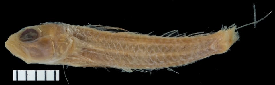 ภาพประกอบของ ปลาบู่ atriclypea (Vanderhorstia atriclypea)