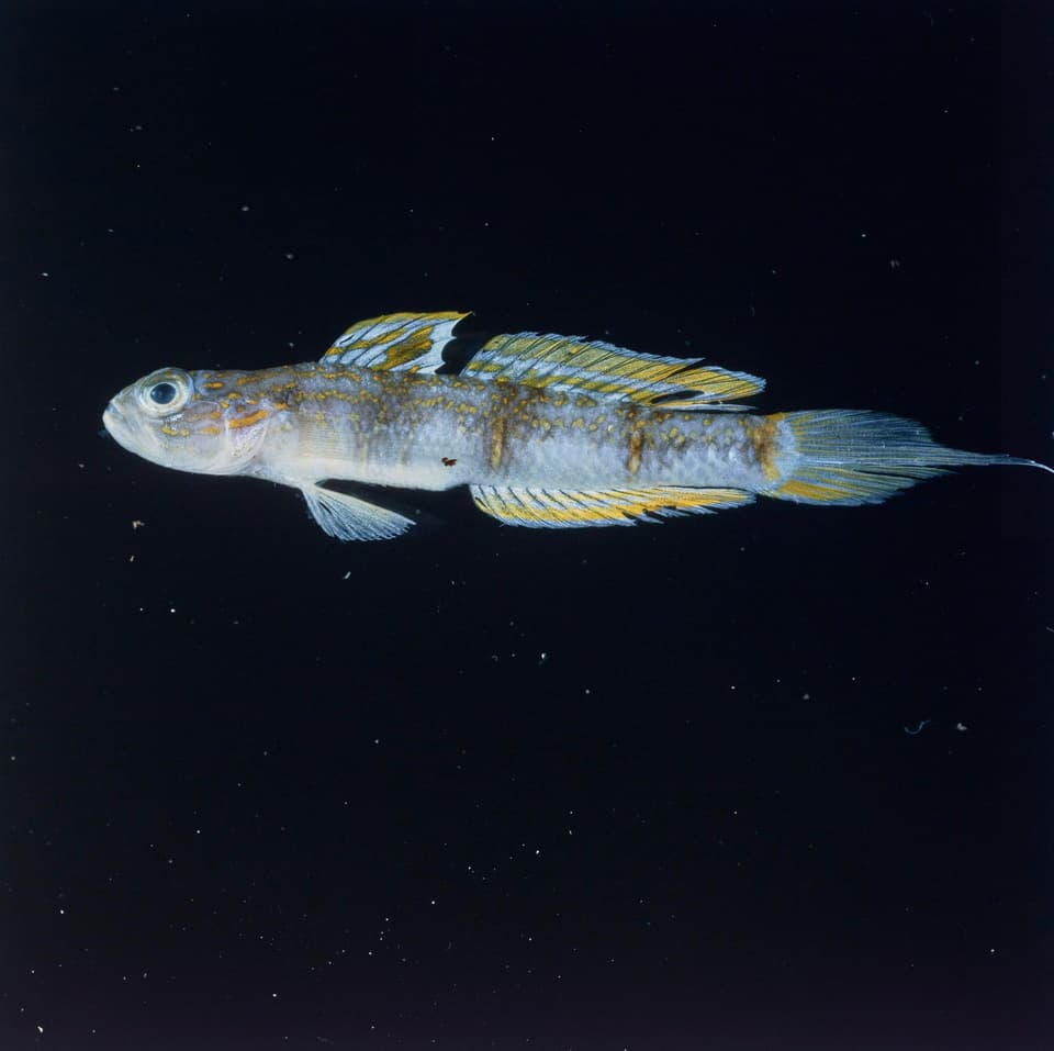 ภาพประกอบของ ปลาบู่ attenuata (Vanderhorstia attenuata)