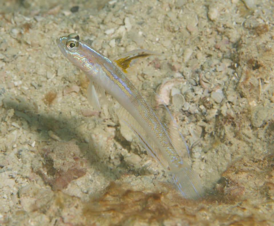 ภาพประกอบของ ปลาบู่ nobilis (Vanderhorstia nobilis)